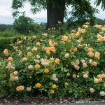 Crown Princess Margareta / Крон Принцесс Маргарет